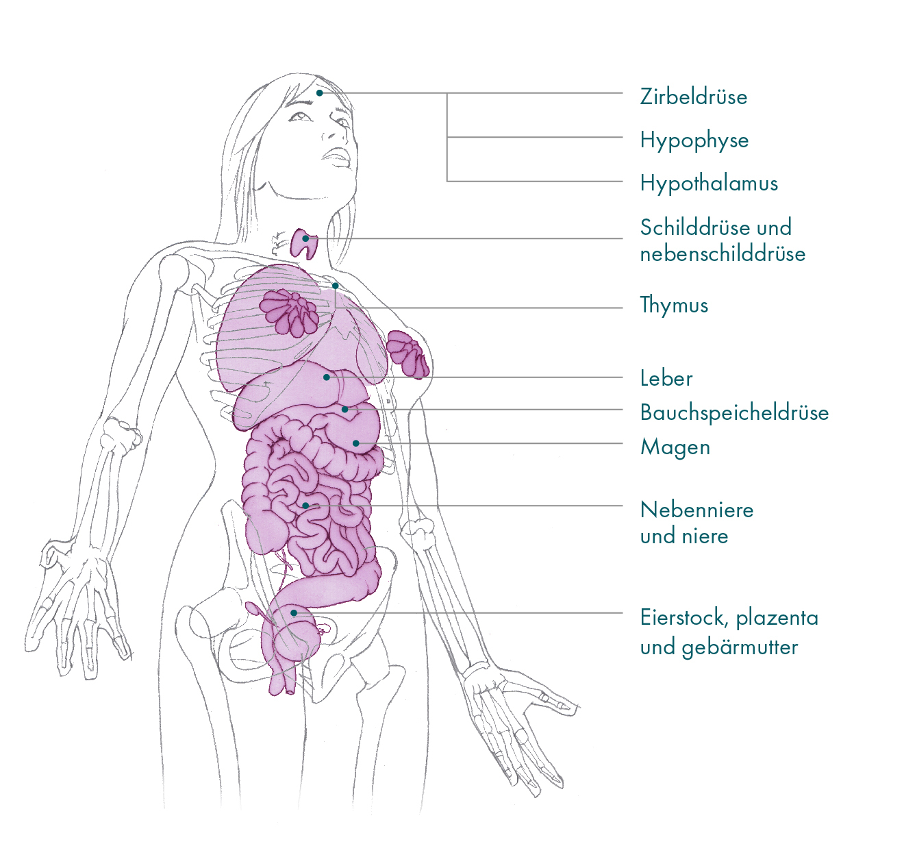 Illustrations for website GERMAN 06